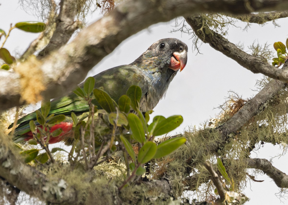 Red-billed Parrot - ML616892153