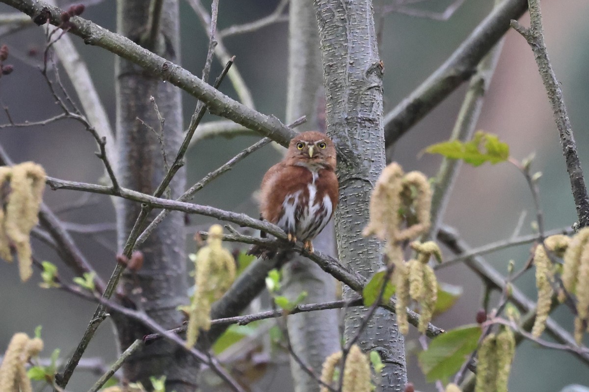 Northern Pygmy-Owl (Guatemalan) - ML616892160