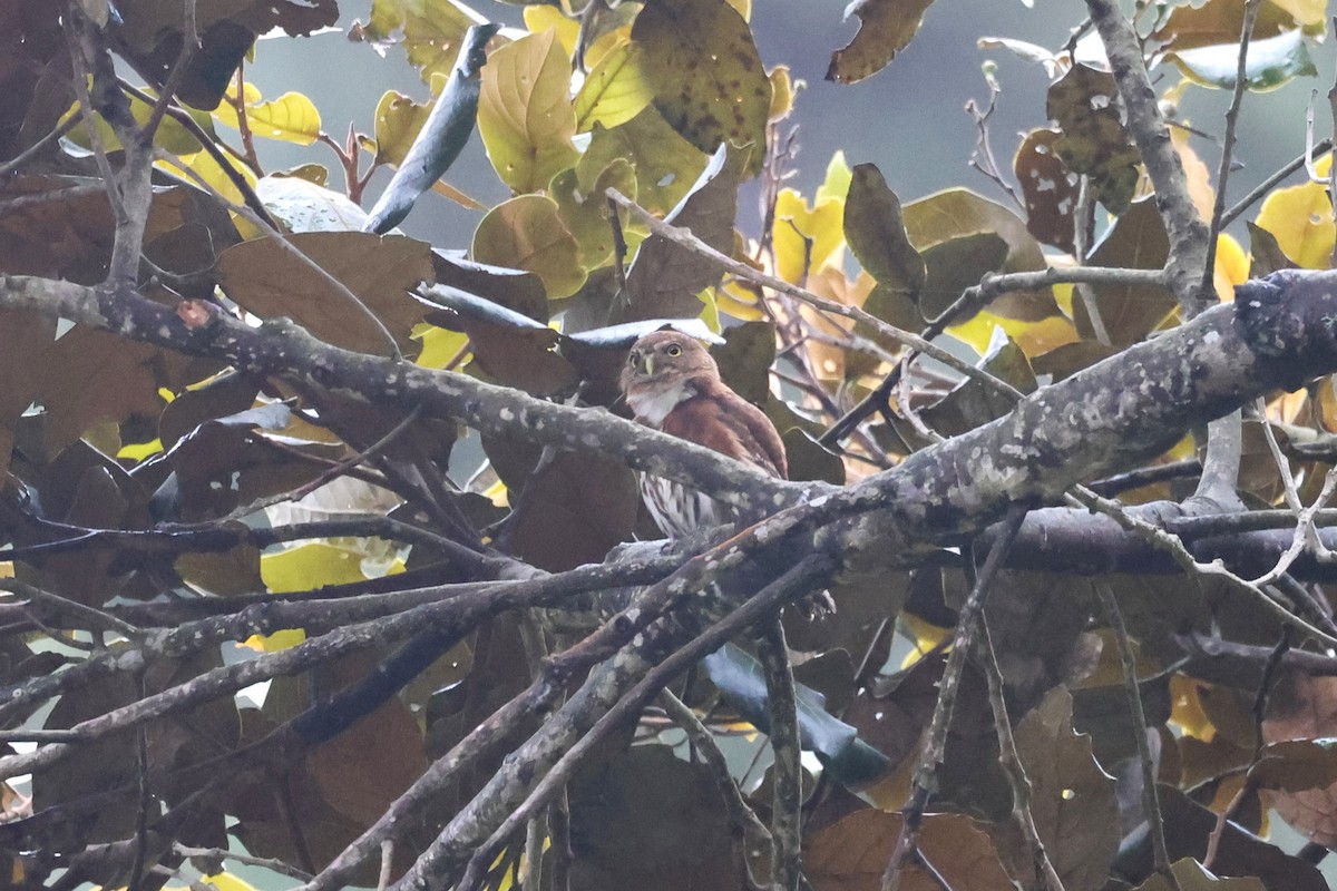 Northern Pygmy-Owl (Guatemalan) - ML616892171