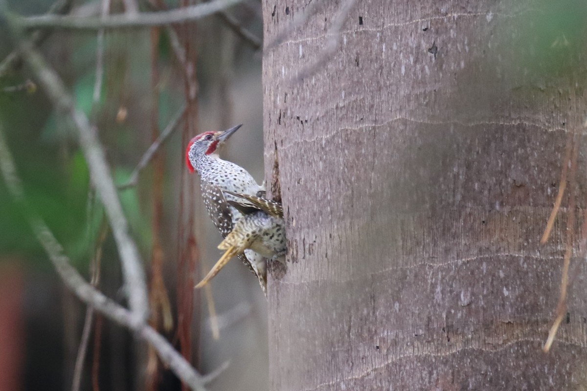 Nubian Woodpecker - ML616892188