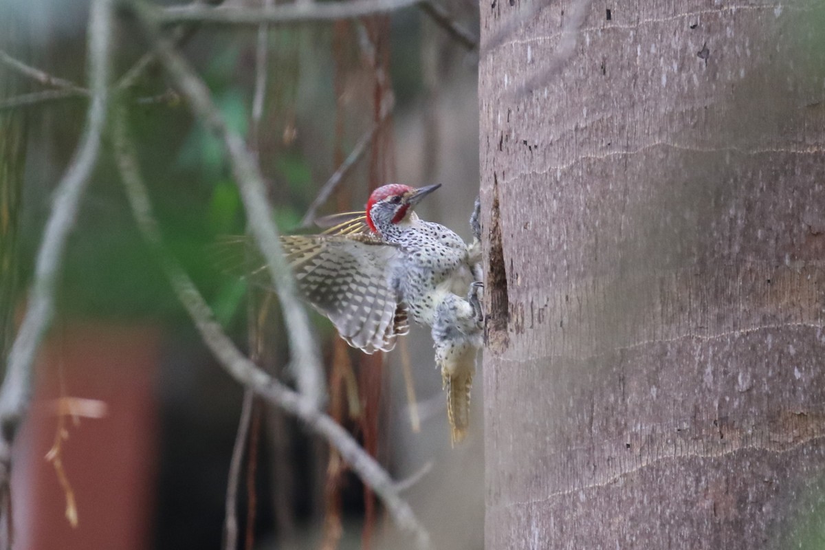Nubian Woodpecker - ML616892189