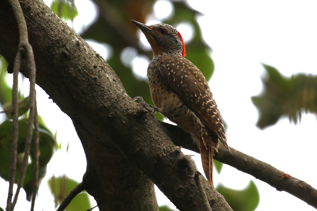 Nubian Woodpecker - ML616892190