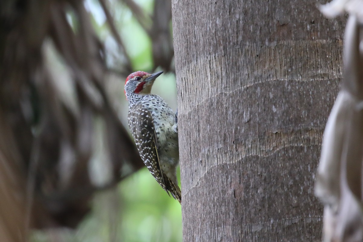 Nubian Woodpecker - ML616892191
