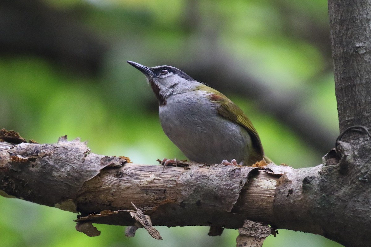 Gray-capped Warbler - ML616892229