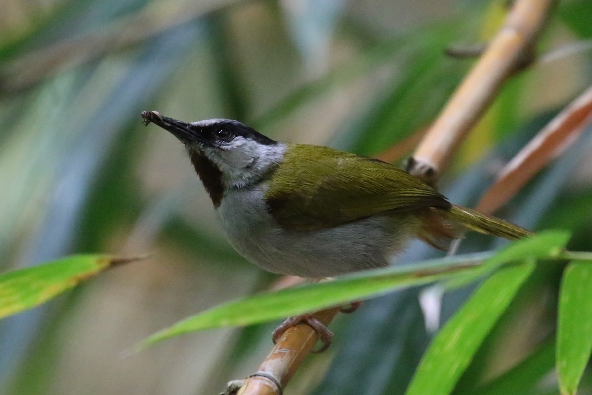 Gray-capped Warbler - ML616892230