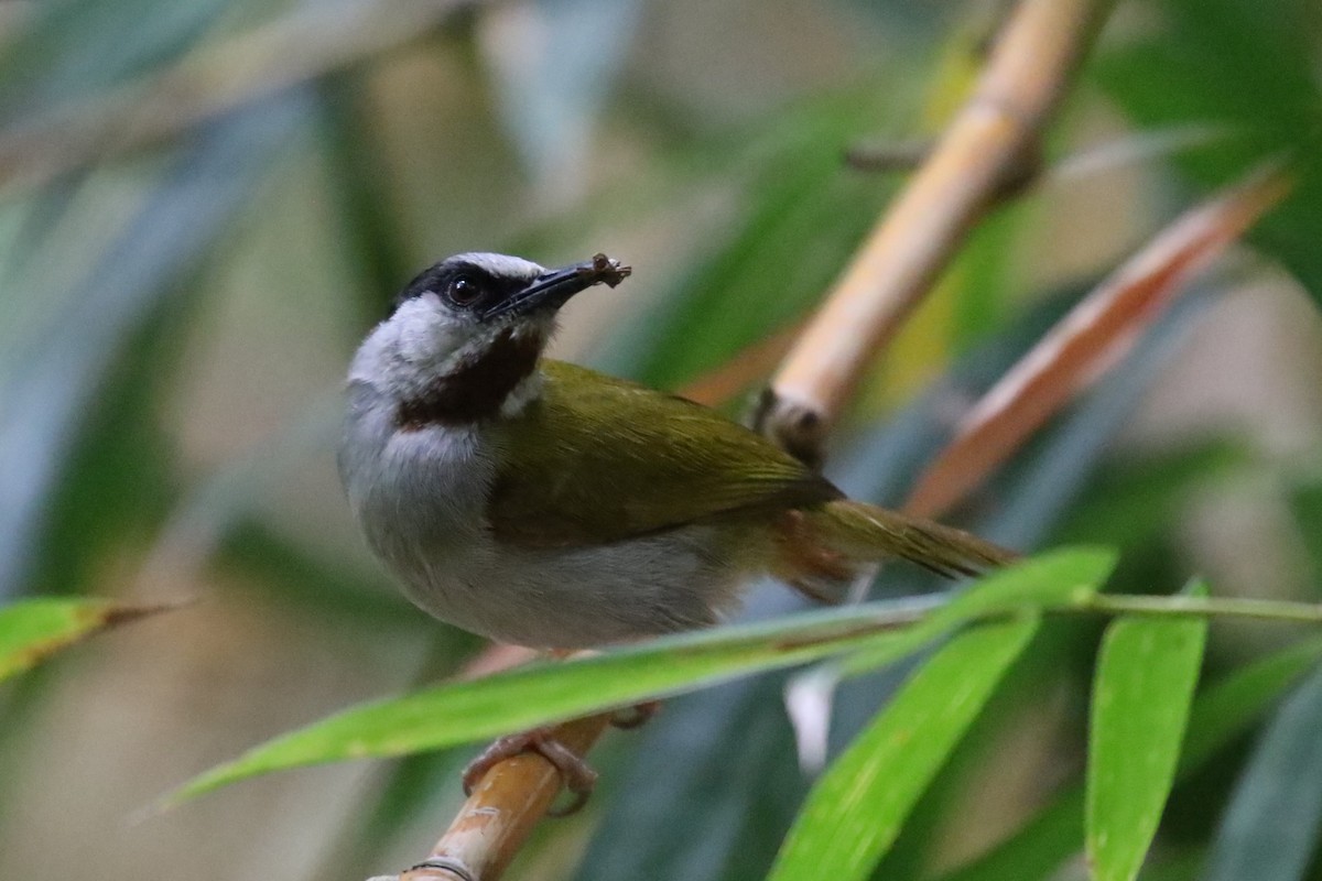 Gray-capped Warbler - ML616892231