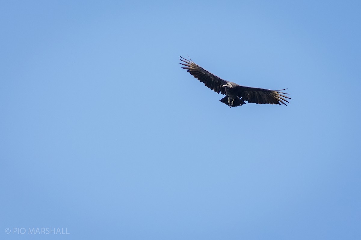 Black Vulture - ML616892267