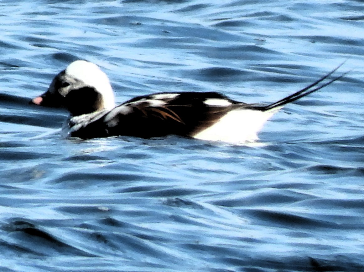 Long-tailed Duck - ML616892269