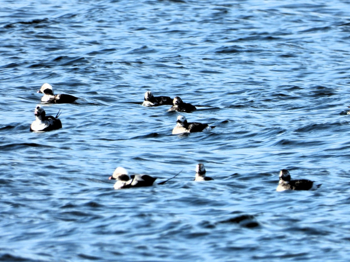 Long-tailed Duck - ML616892277