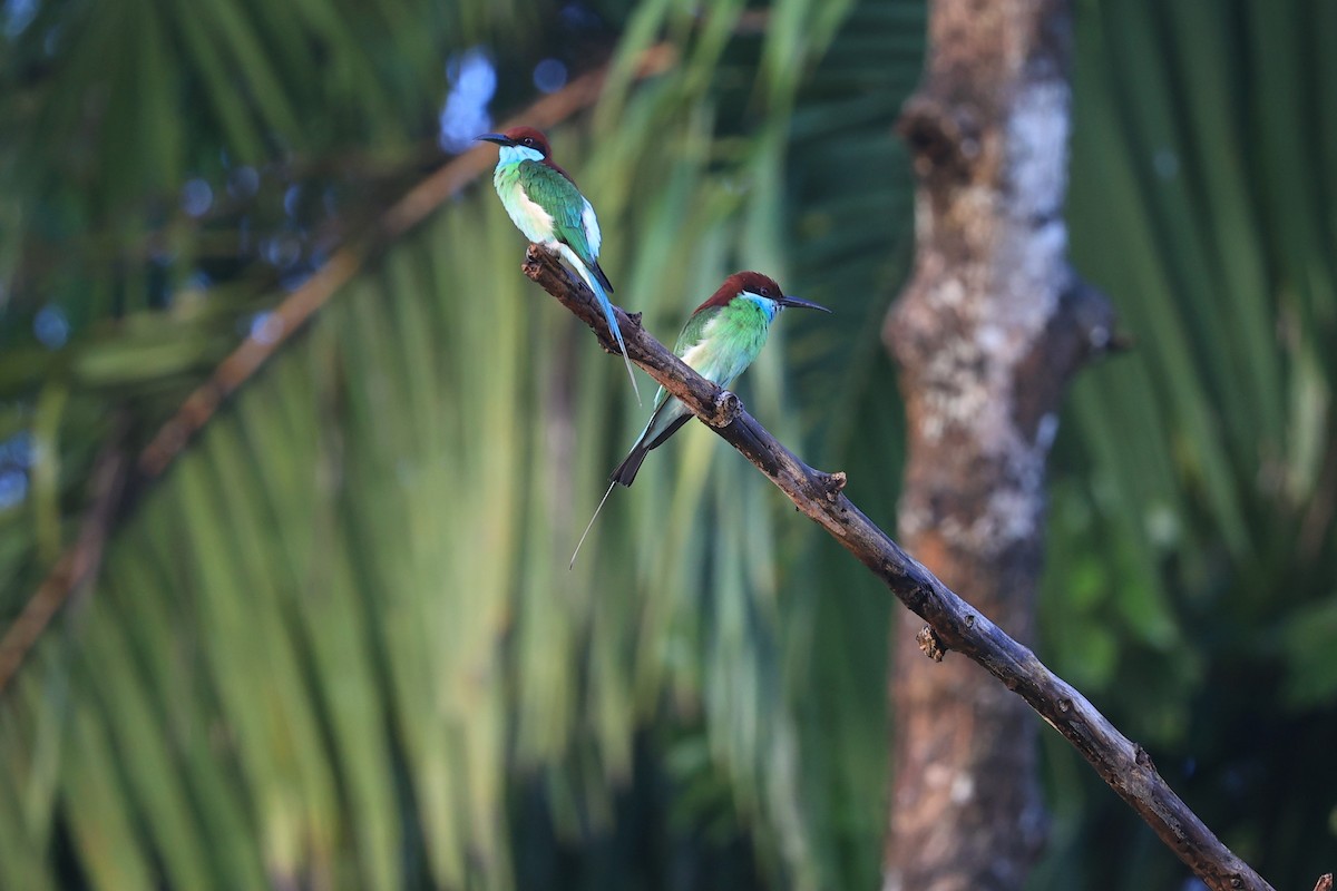 Blue-throated Bee-eater - ML616892285