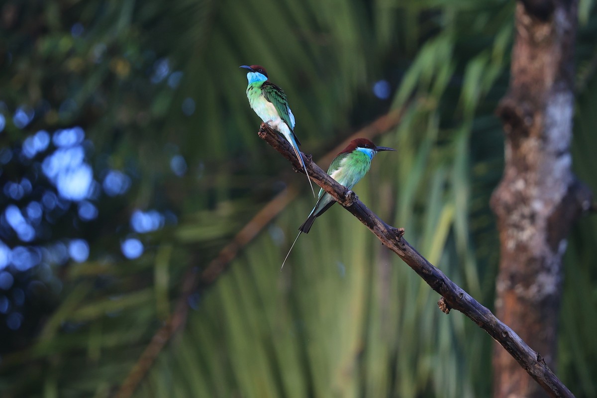 Blue-throated Bee-eater - ML616892286