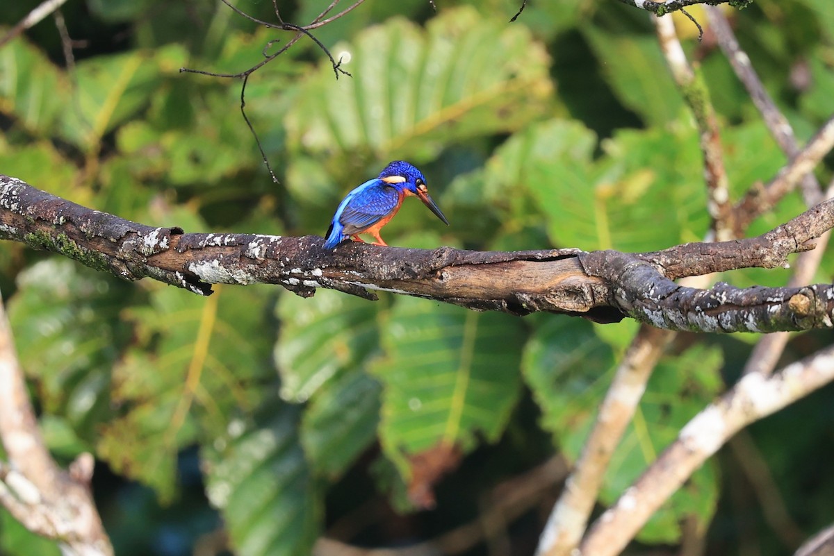 Blue-eared Kingfisher - ML616892307