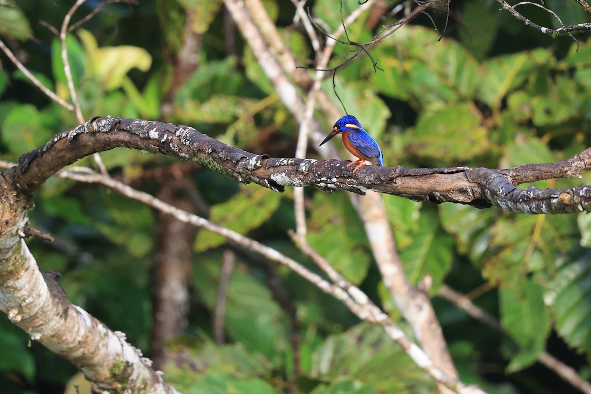 Blue-eared Kingfisher - ML616892308
