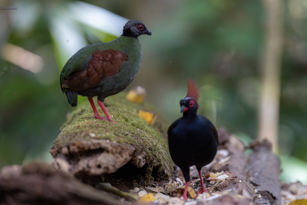 Crested Partridge - ML616892575