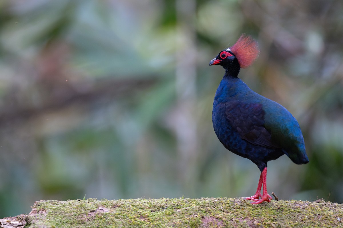 Crested Partridge - ML616892594