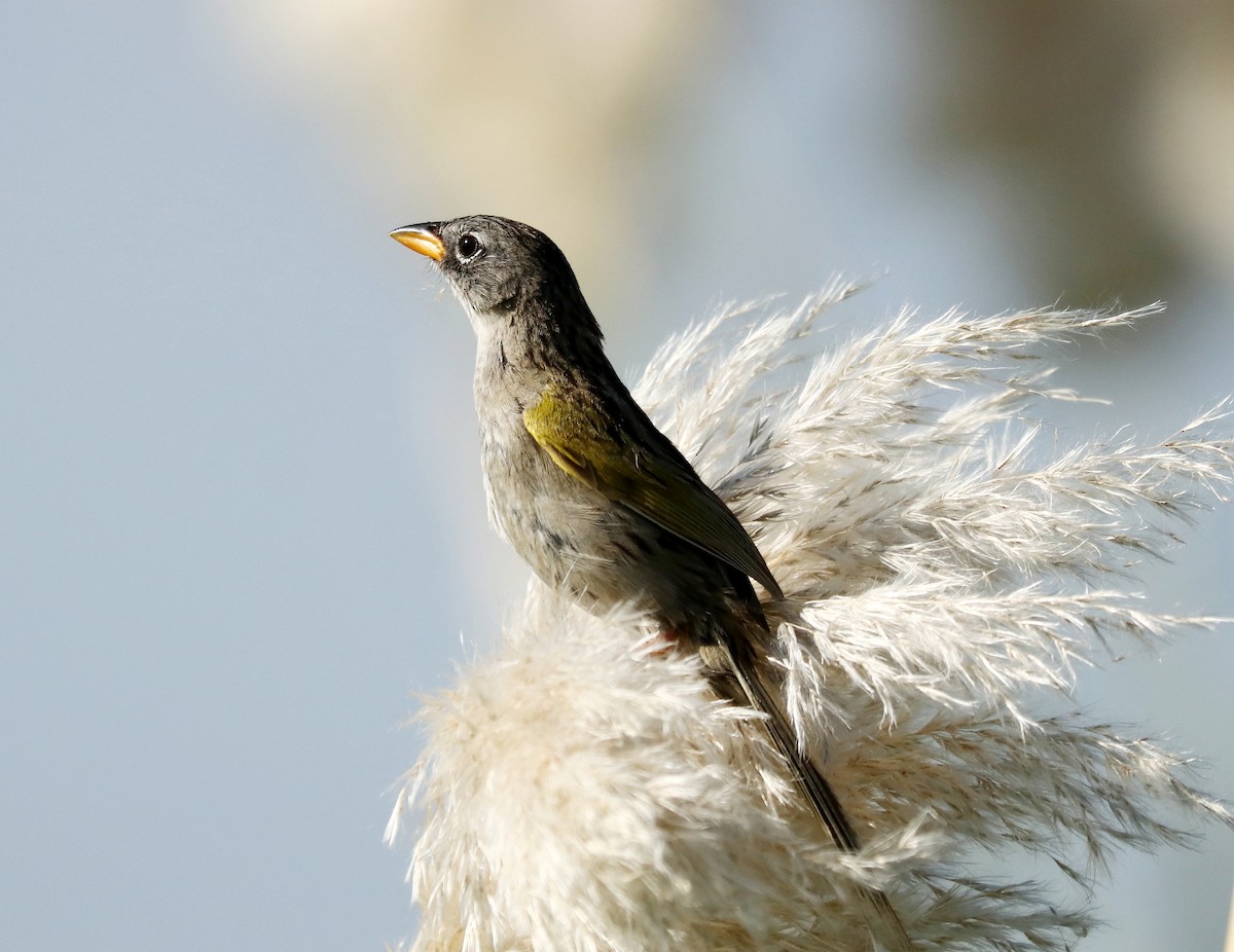 Lesser Grass-Finch - ML616892596