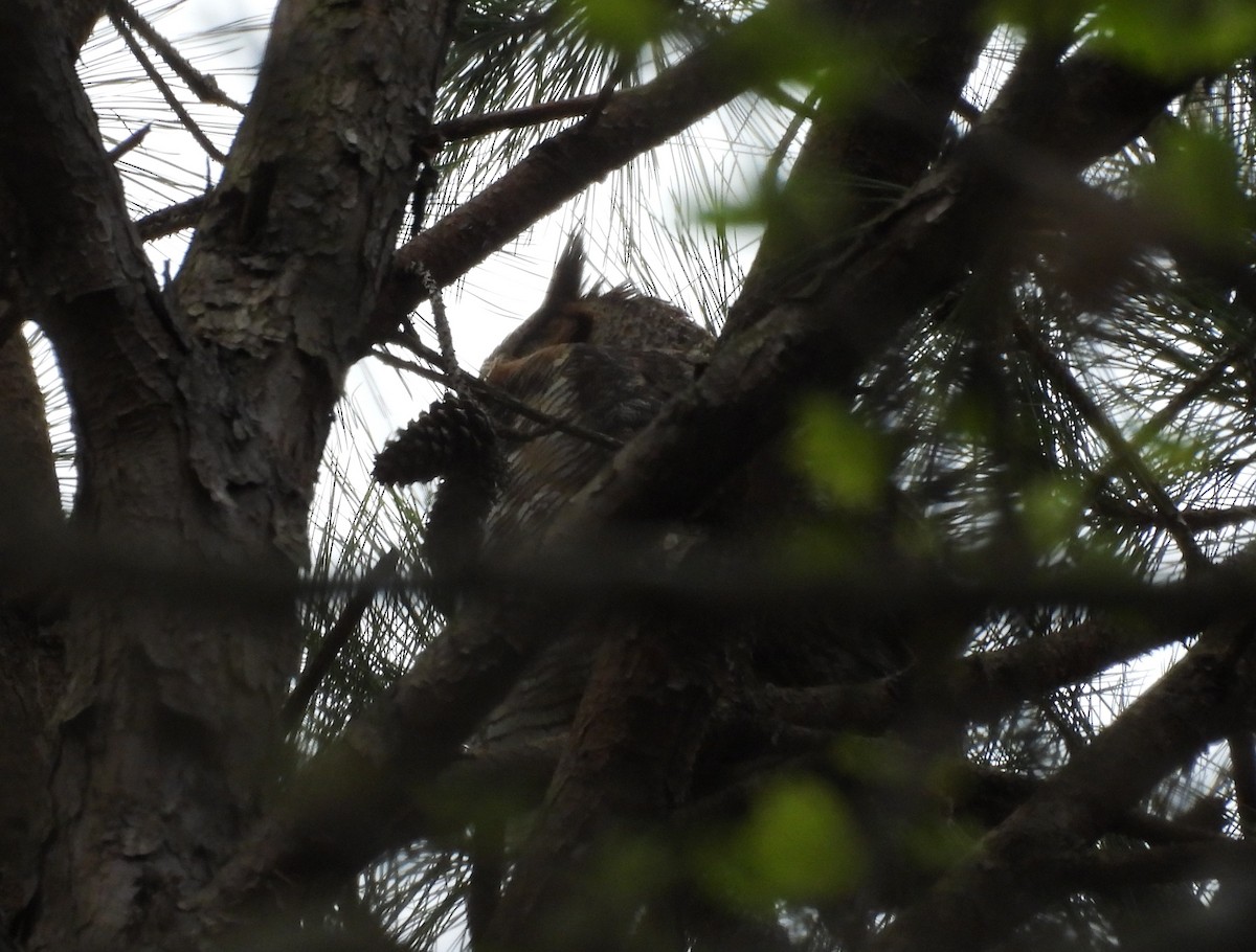Great Horned Owl - ML616892644