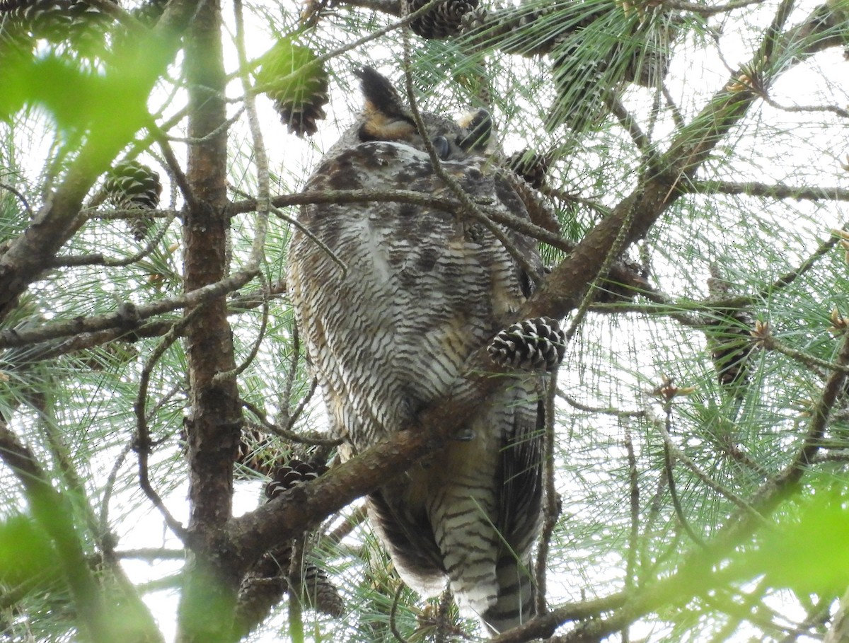 Great Horned Owl - ML616892645
