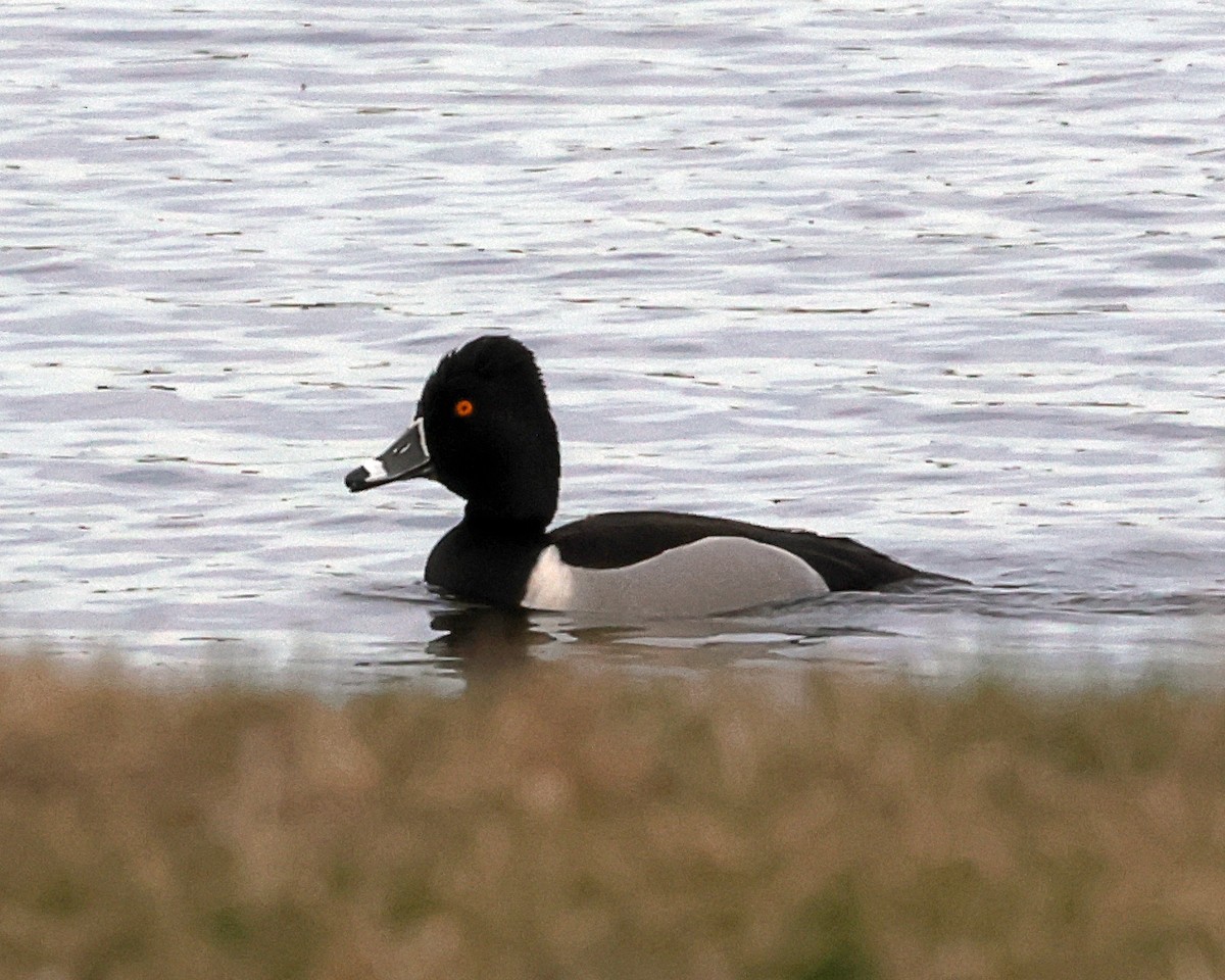 Ring-necked Duck - Steven Mix