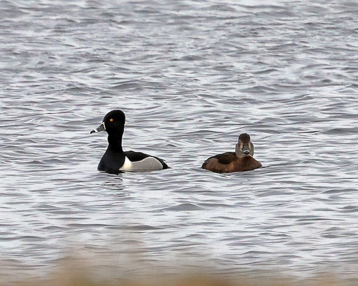 Ring-necked Duck - ML616892669