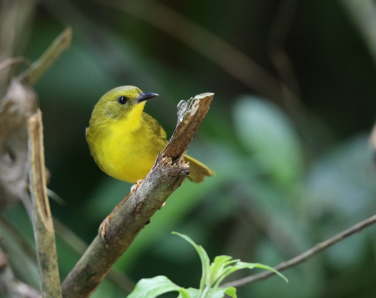 Olive-crowned Yellowthroat - ML616893039