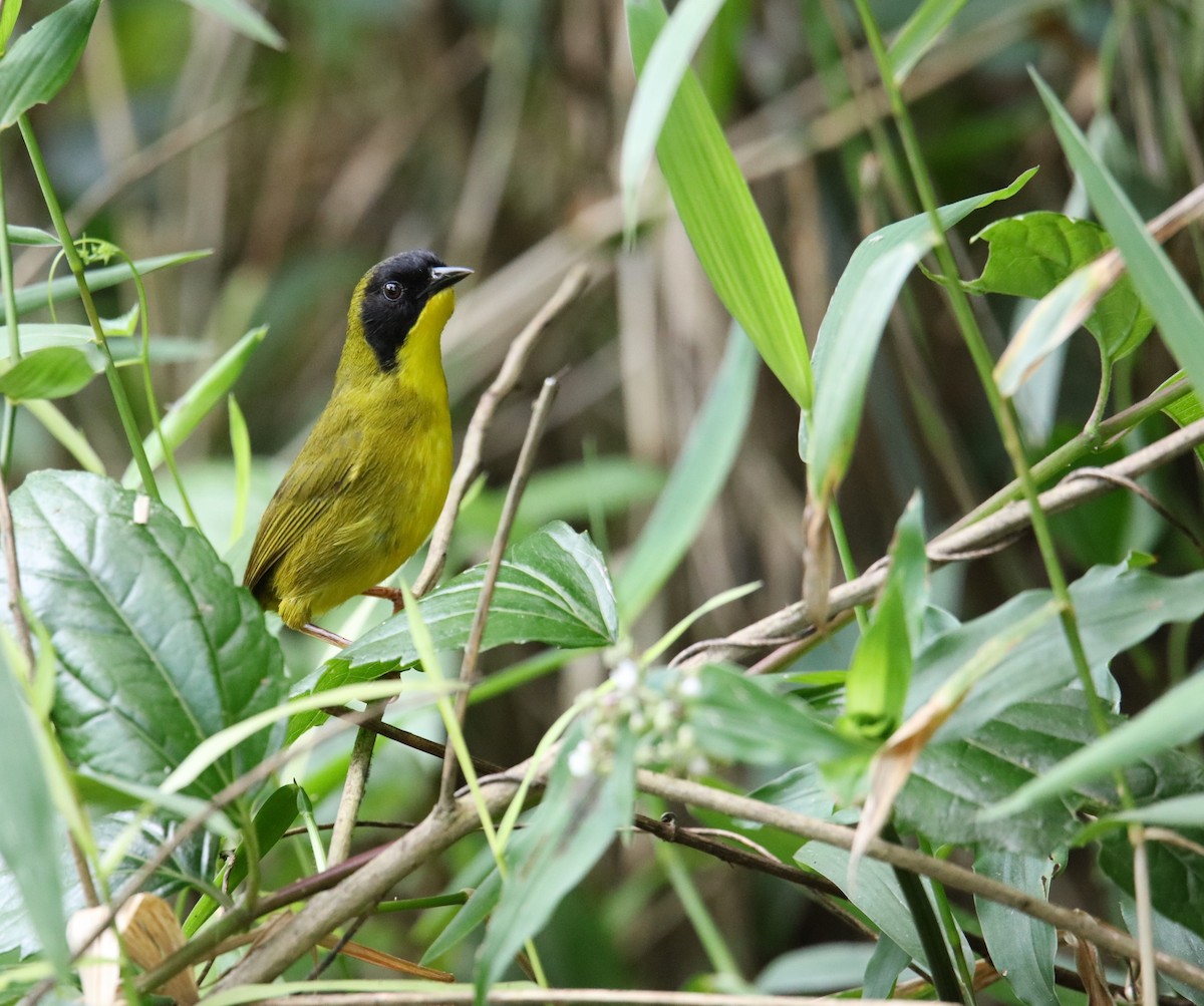 Olive-crowned Yellowthroat - ML616893095