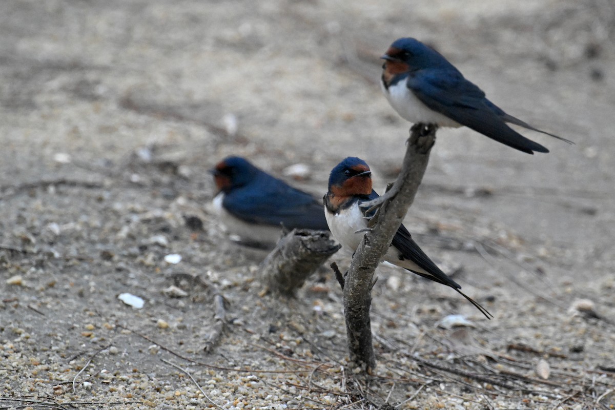 Barn Swallow (Buff-bellied) - ML616893098