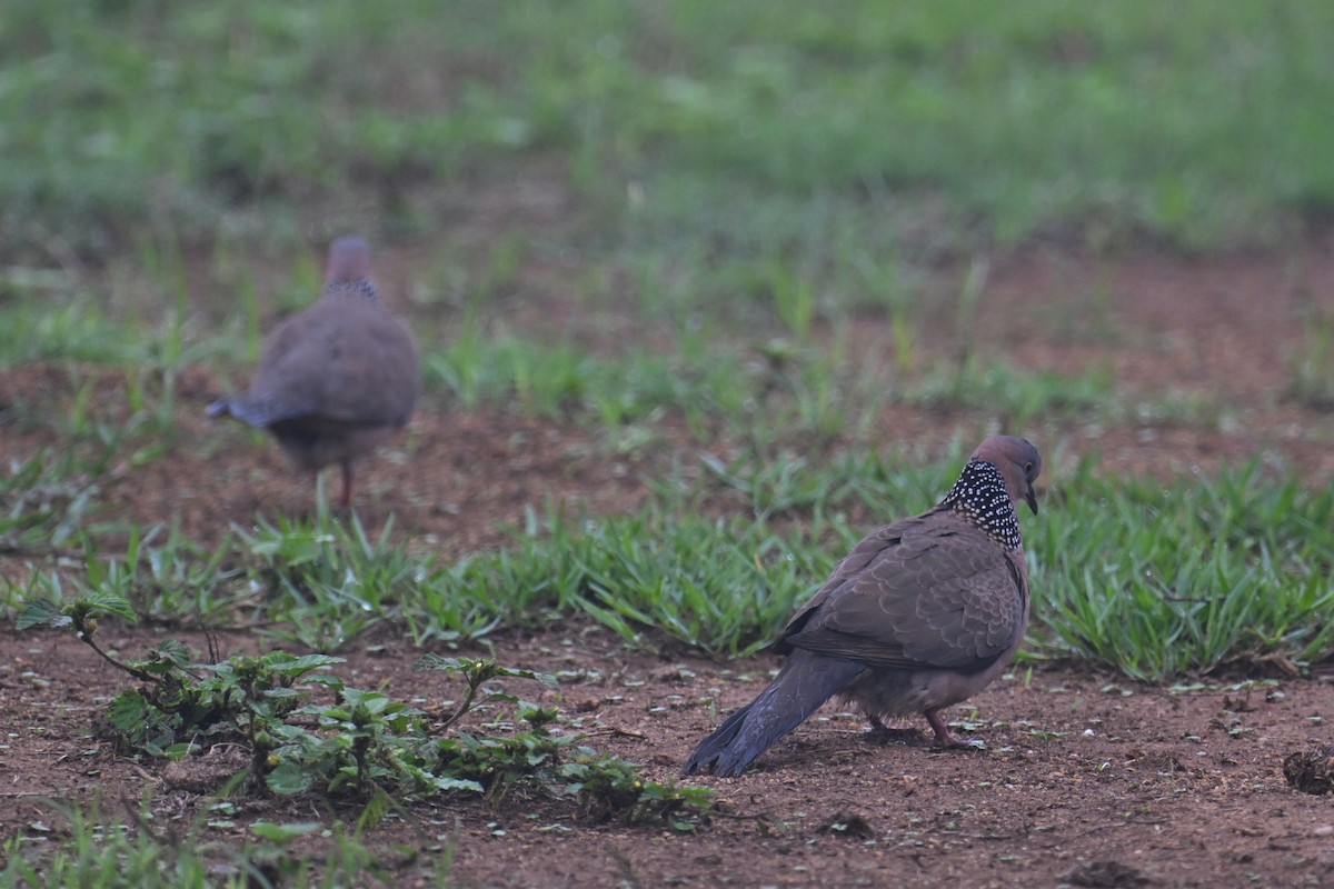 Spotted Dove (Eastern) - ML616893108