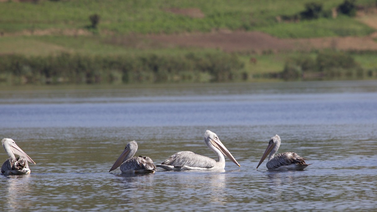 Pink-backed Pelican - ML616893113