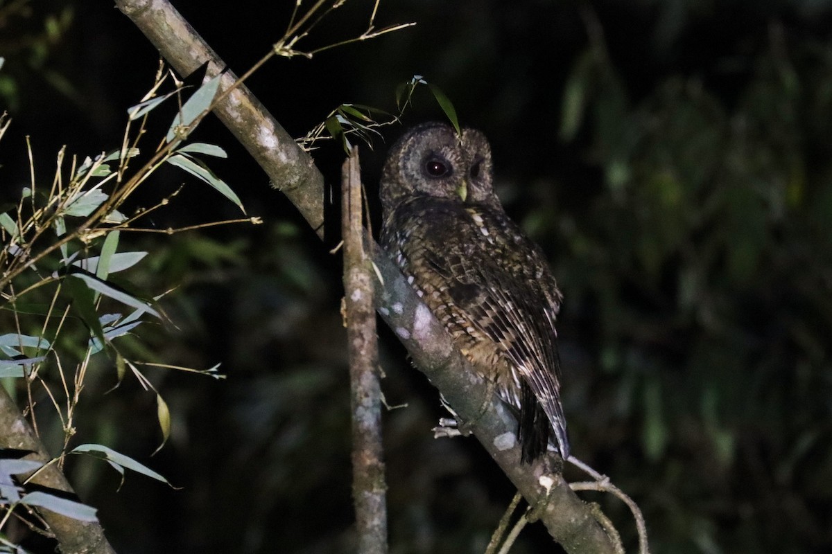 Himalayan Owl - ML616893128