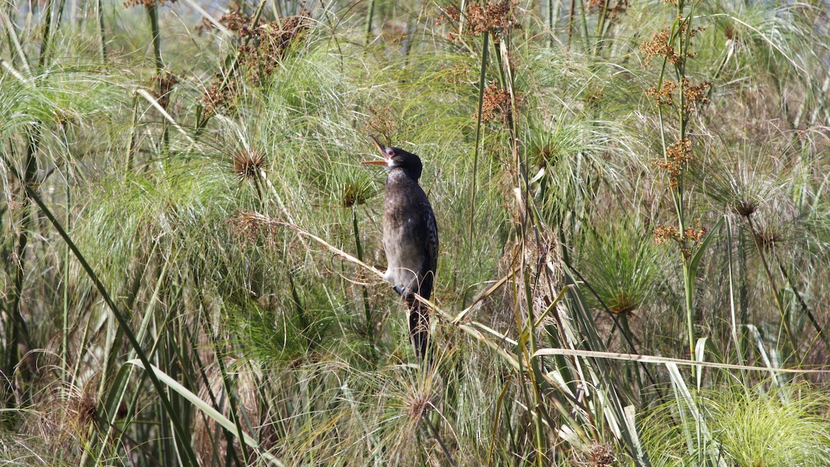 Long-tailed Cormorant - Hans van der Hoeven