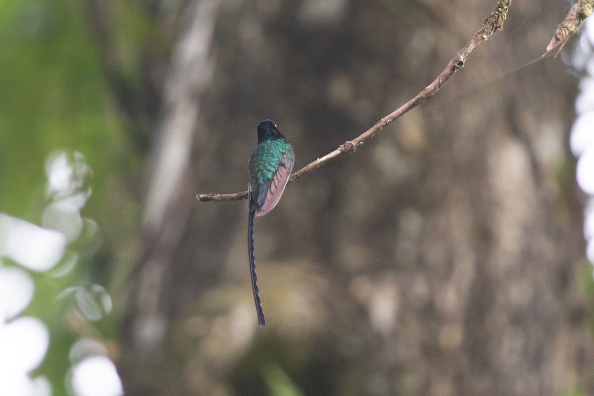 kolibřík černozobý - ML616893615