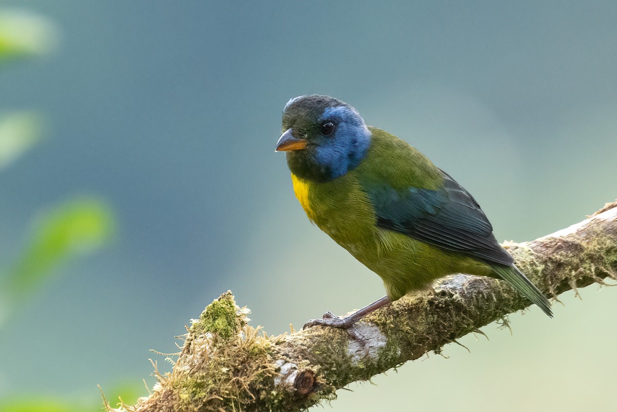 Moss-backed Tanager - ML616893639