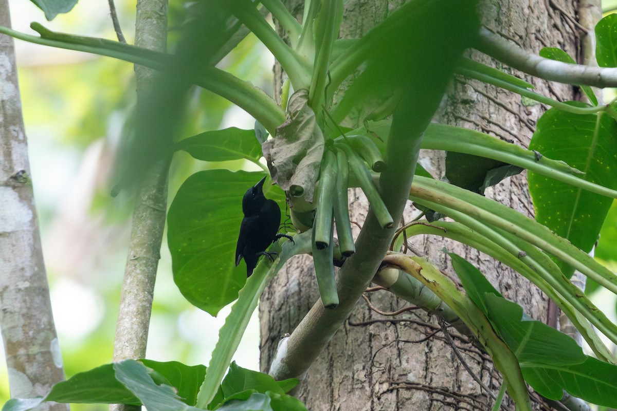 Jamaican Blackbird - ML616893709