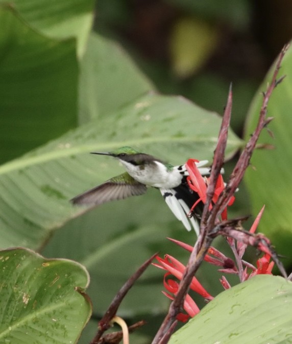 kolibřík černouchý - ML616893780