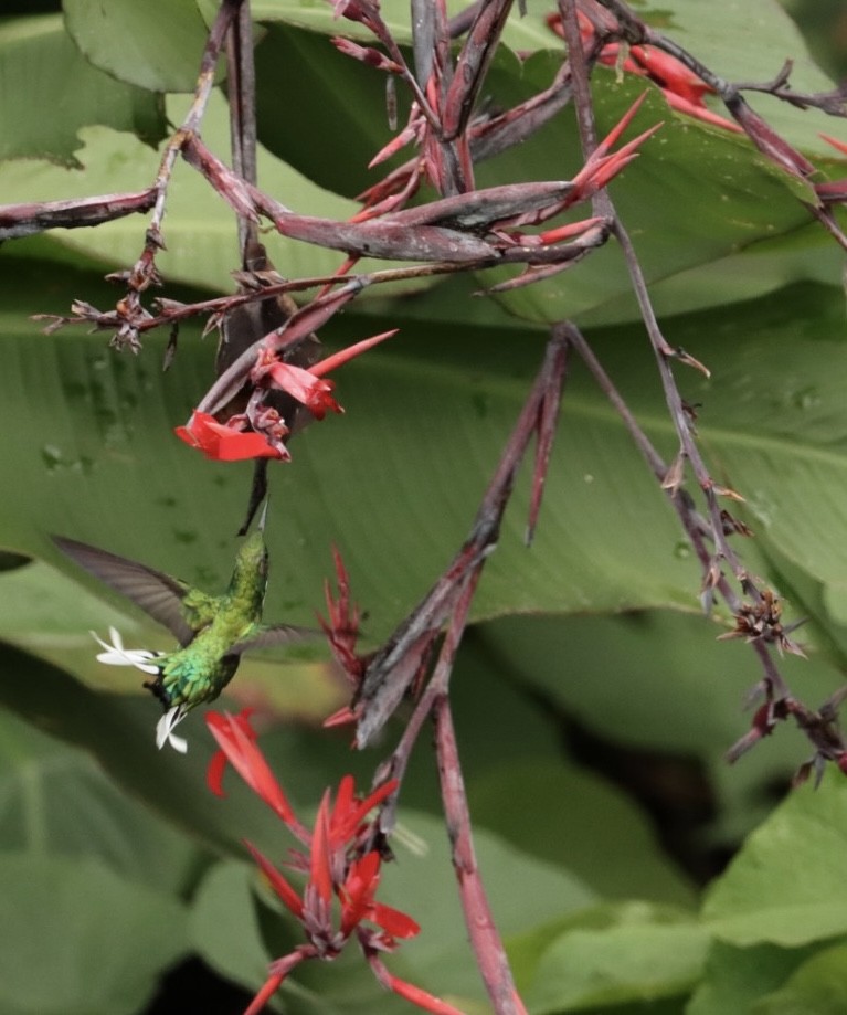 kolibřík černouchý - ML616893782