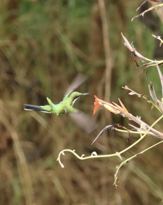 kolibřík černouchý - ML616893784