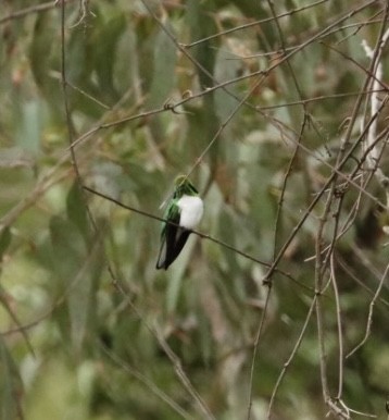 kolibřík černouchý - ML616893785