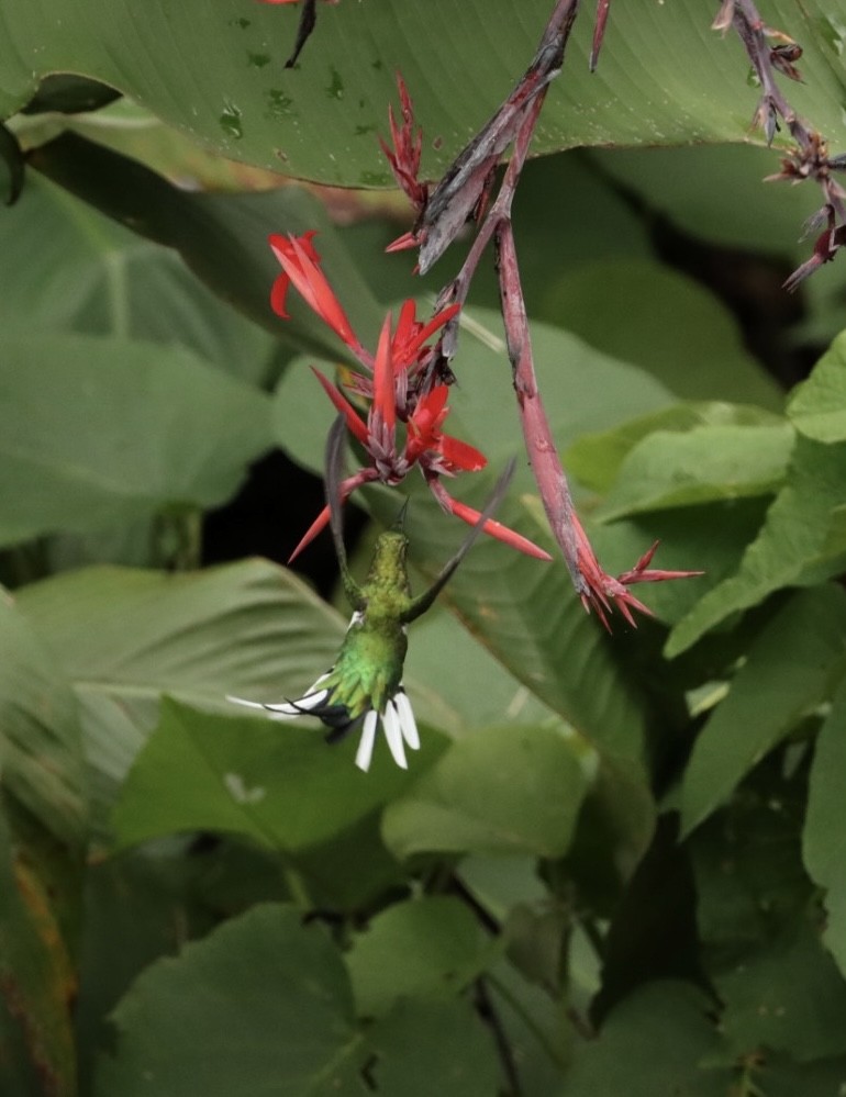 Черноухая колибри-фея - ML616893787