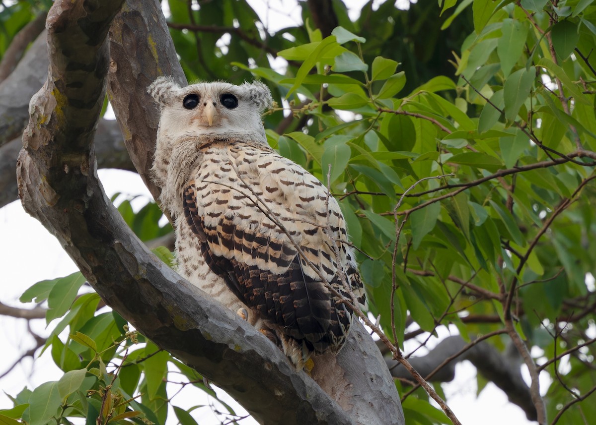 Spot-bellied Eagle-Owl - ML616893800