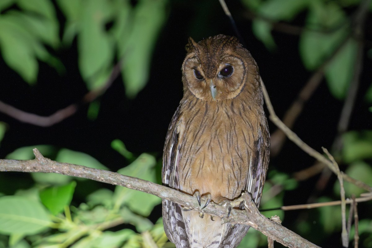 Jamaican Owl - ML616893903