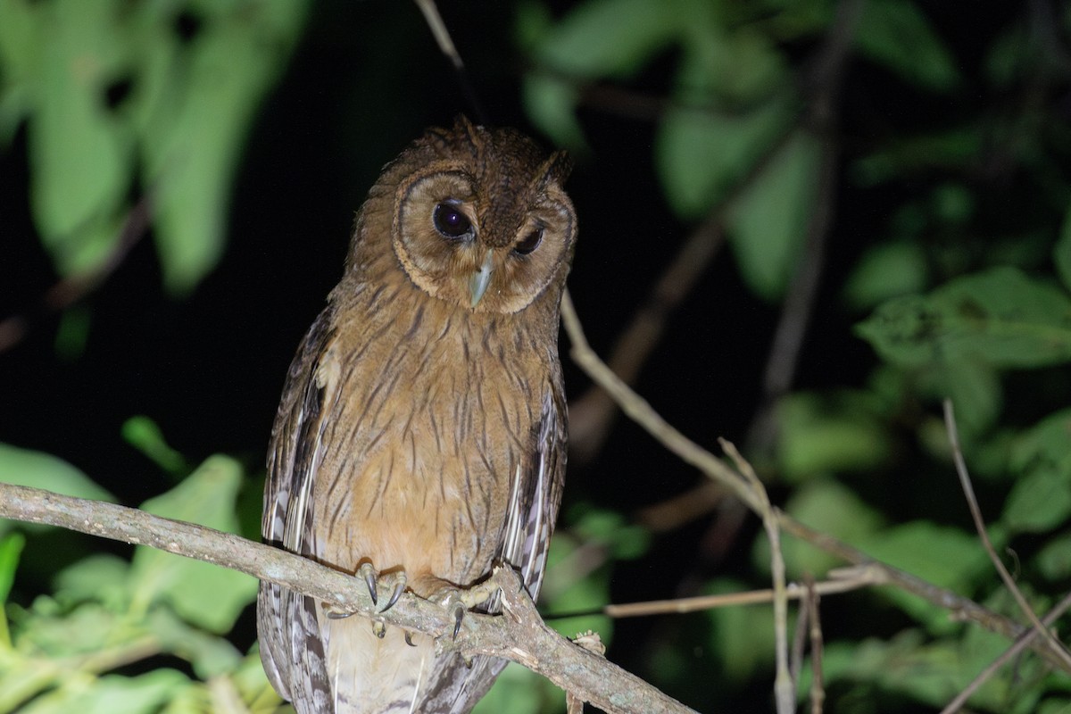 Jamaican Owl - ML616893904