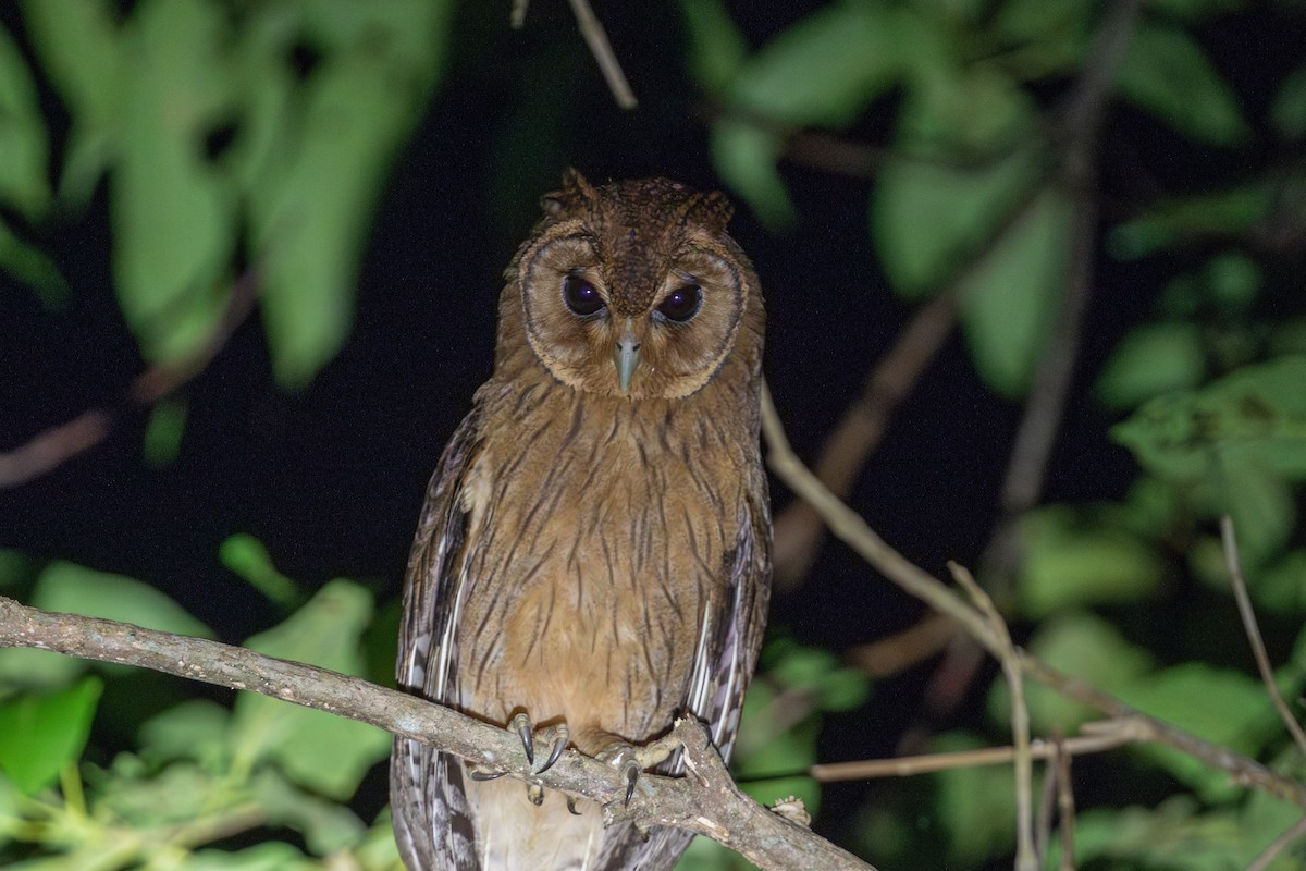 Jamaican Owl - ML616893905