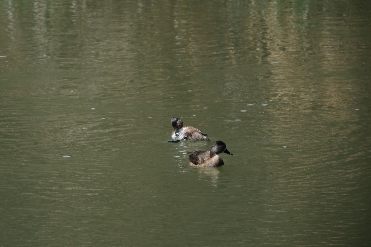 Ring-necked Duck - ML616893962