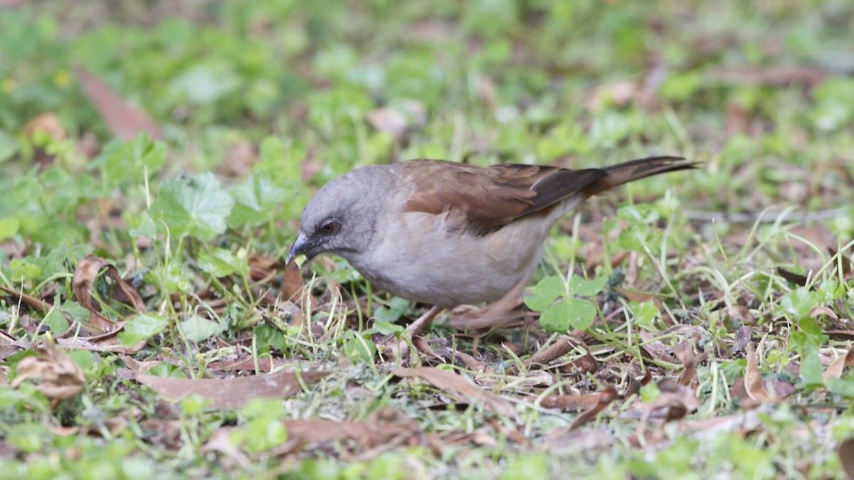Northern Gray-headed Sparrow - ML616894030