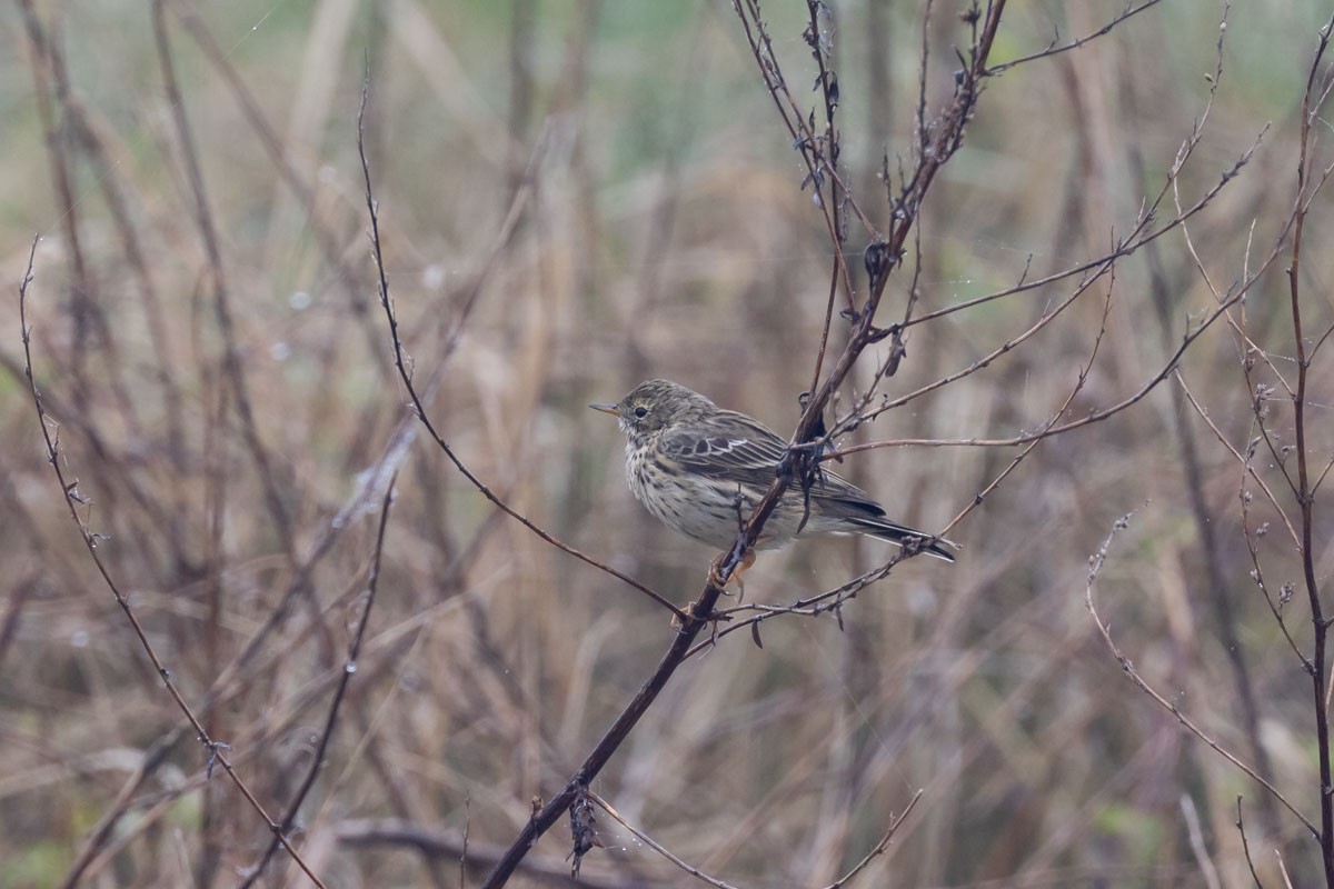 Meadow Pipit - ML616894070