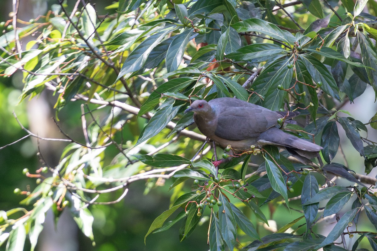 Ring-tailed Pigeon - ML616894100