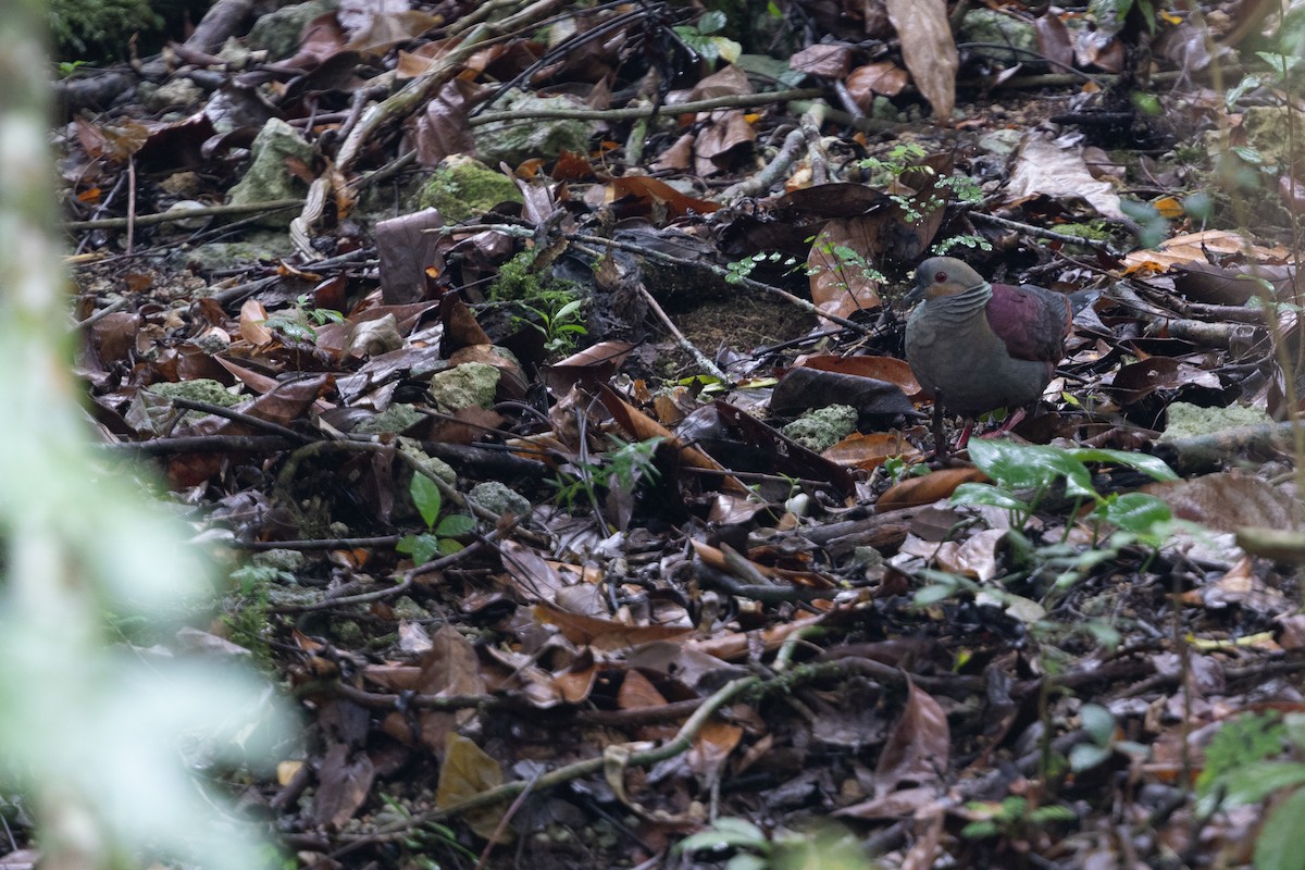 Crested Quail-Dove - Cory Gregory