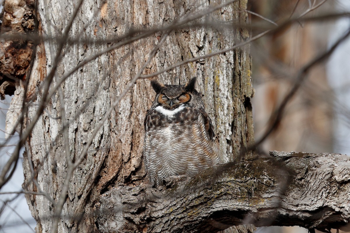 Great Horned Owl - ML616894177