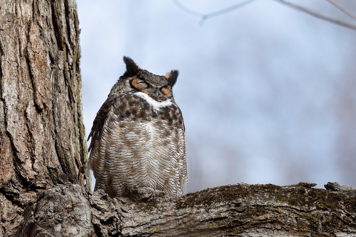 Great Horned Owl - ML616894181